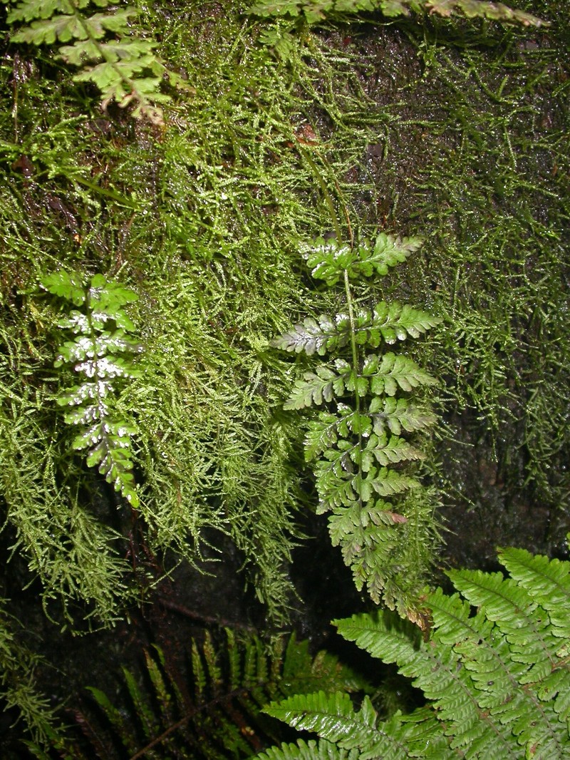 Douglas' Bladderfern photo 8