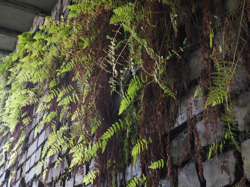 Brittle Bladderfern photo 2