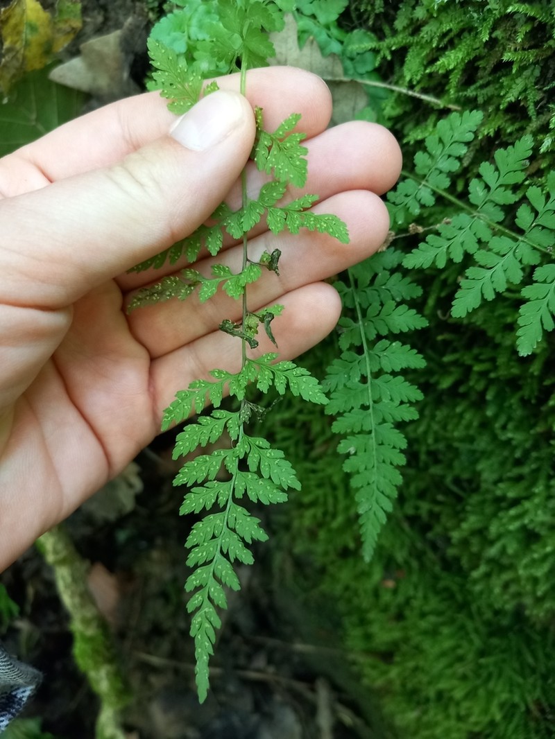 Brittle Bladderfern photo 3