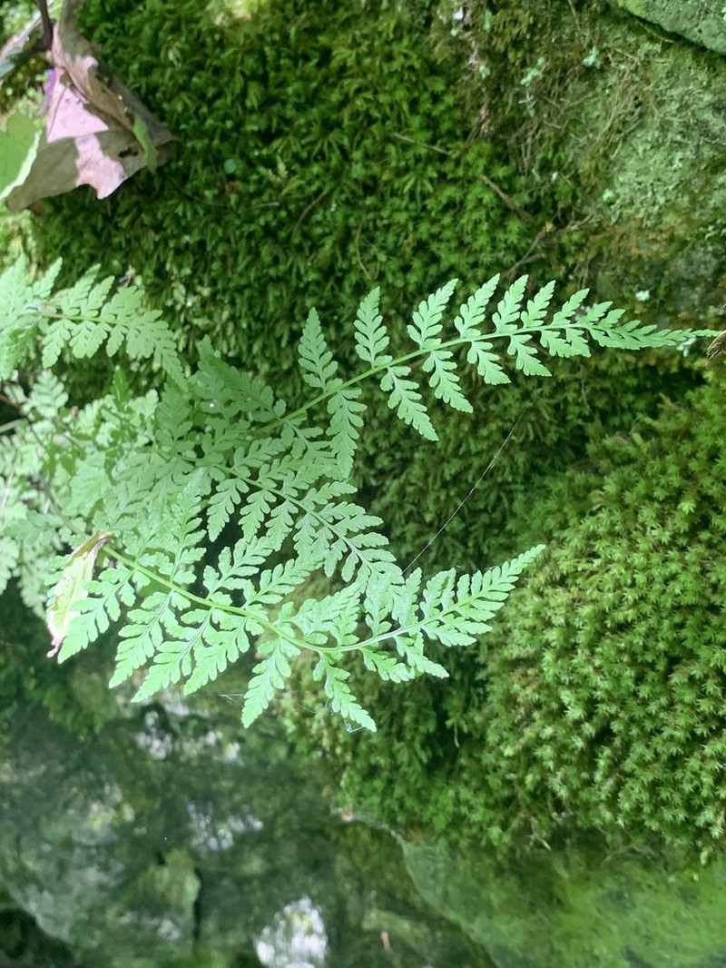 Brittle Bladderfern photo 4
