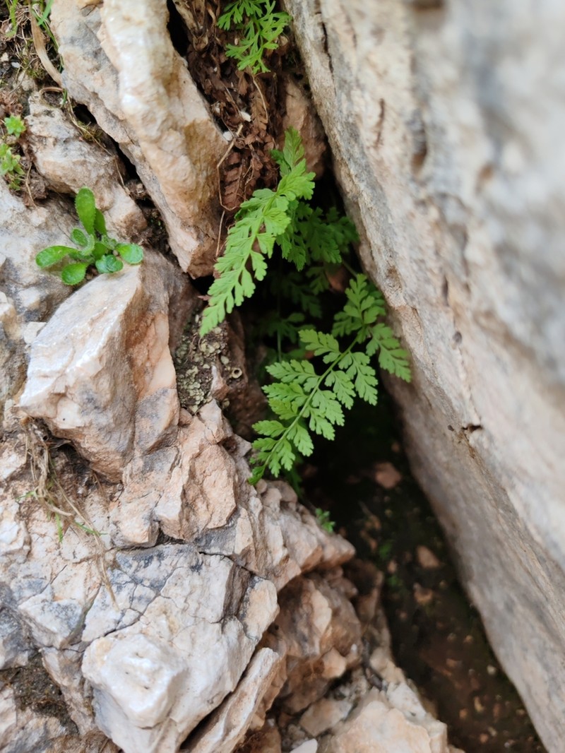 Brittle Bladderfern photo 5