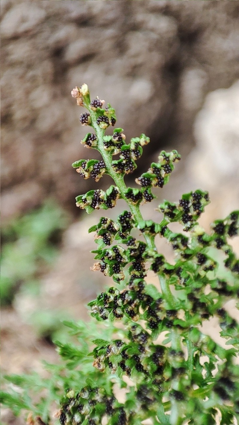 Brittle Bladderfern photo 6