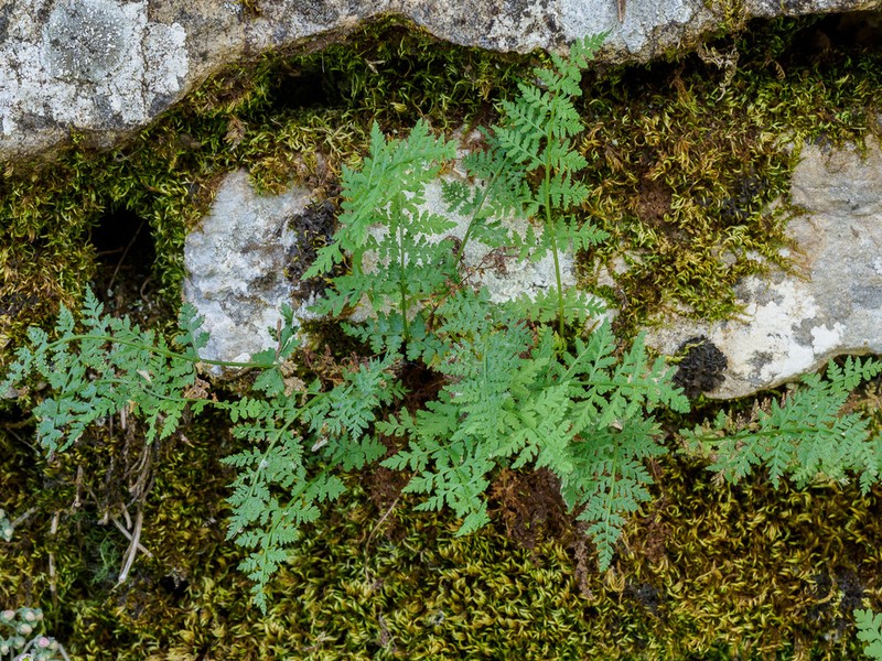 Brittle Bladderfern photo 7