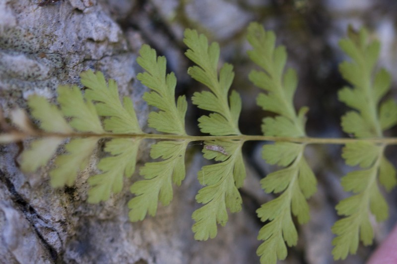 Brittle Bladderfern photo 8