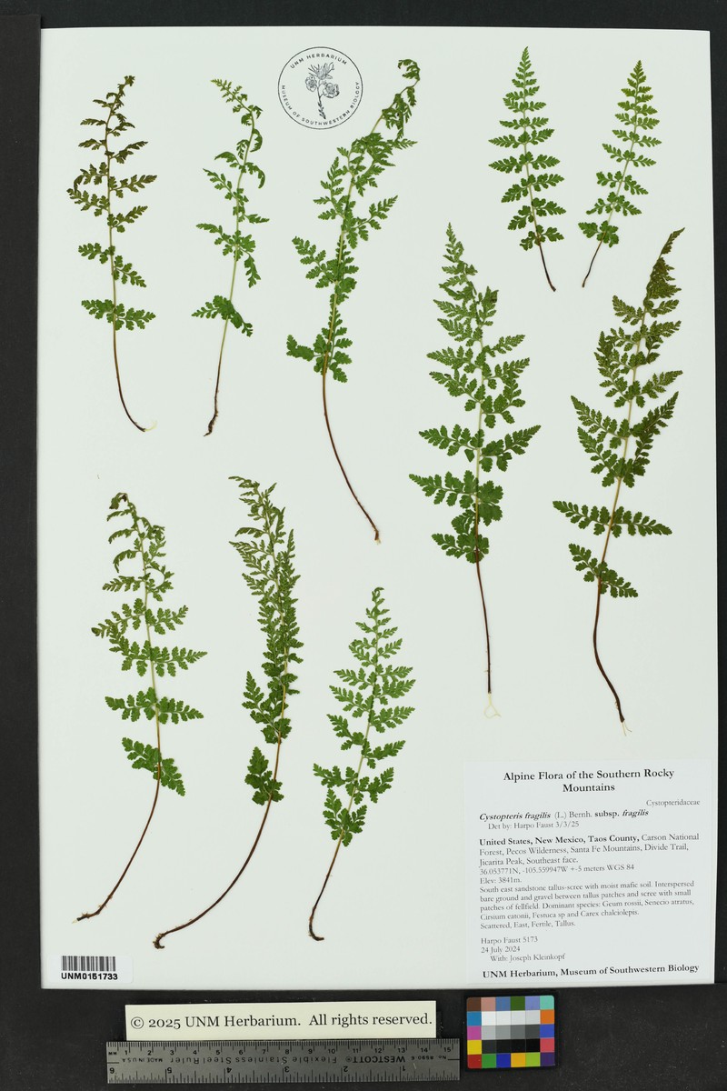 Cystopteris fragilis subsp. fragilis photo 3