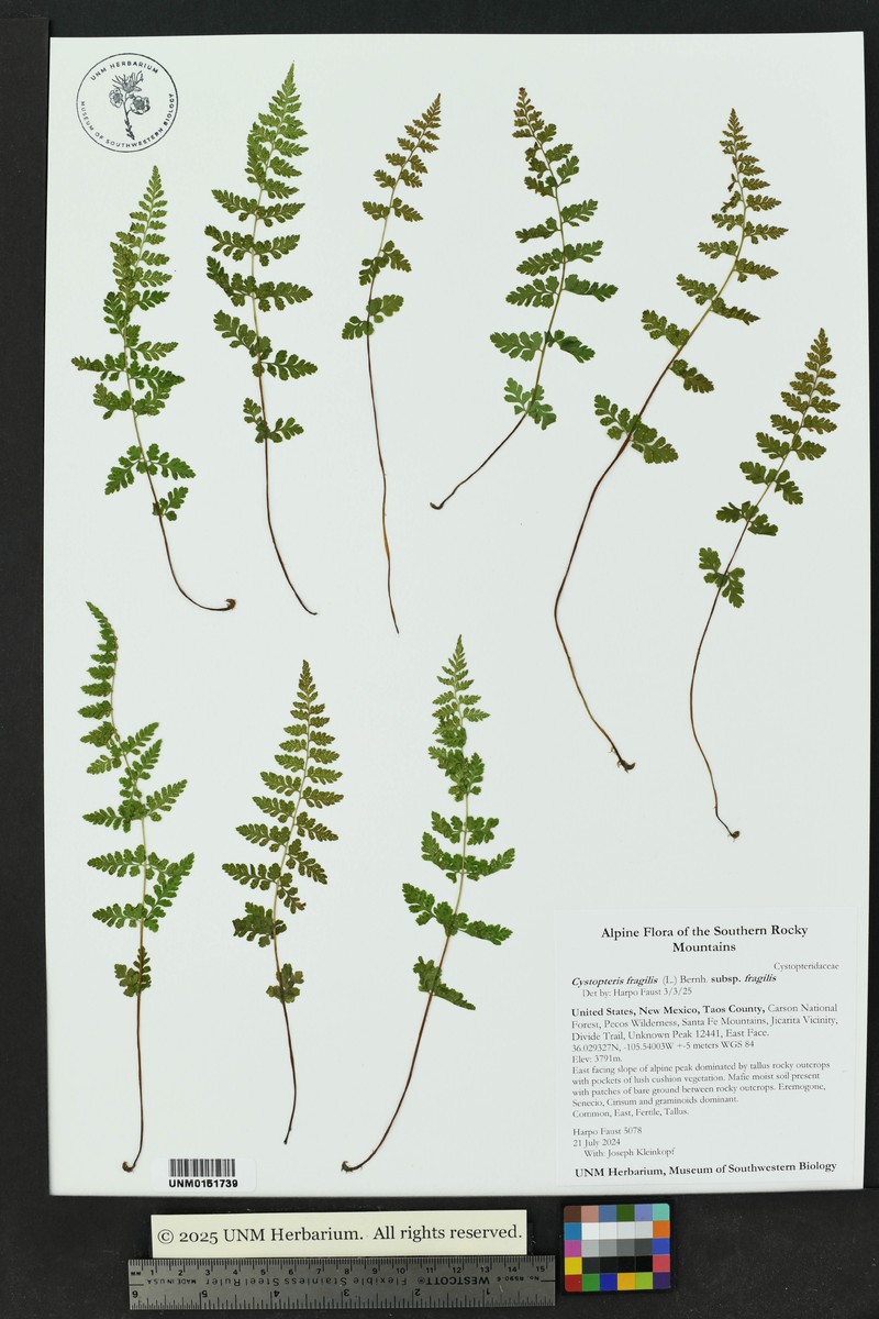Cystopteris fragilis subsp. fragilis photo 4