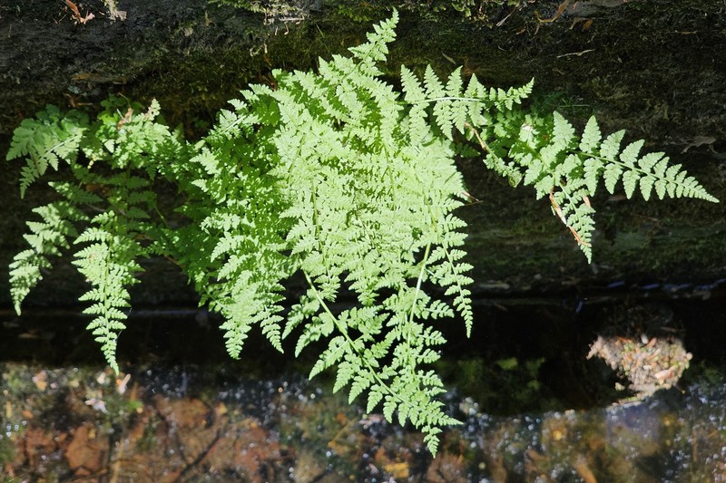 Cystopteris fragilis subsp. fragilis