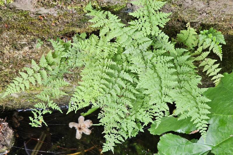 Cystopteris fragilis subsp. fragilis photo 2
