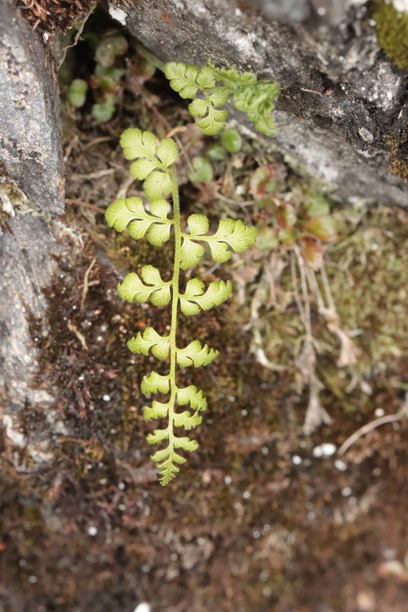 Cystopteris fragilis subsp. huteri