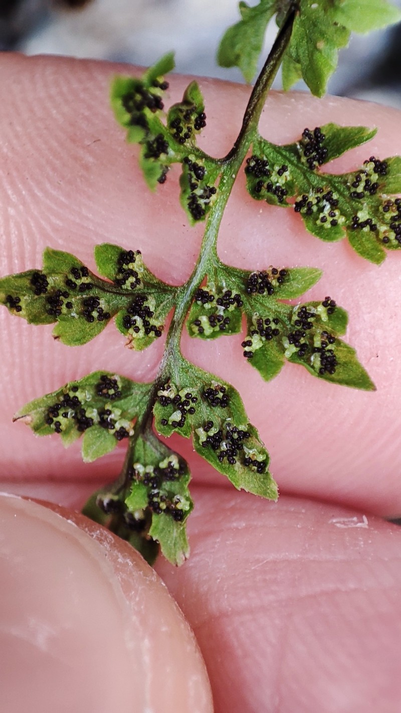Cystopteris fragilis subsp. huteri photo 2
