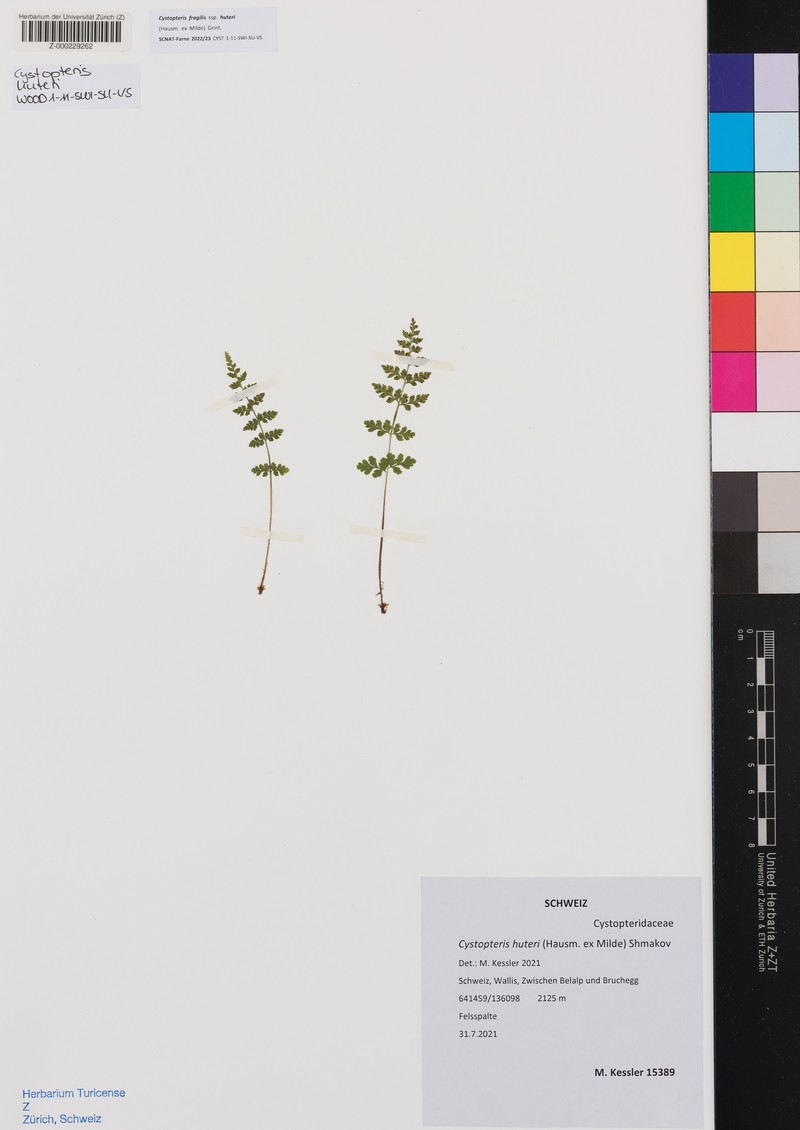Cystopteris fragilis subsp. huteri photo 3