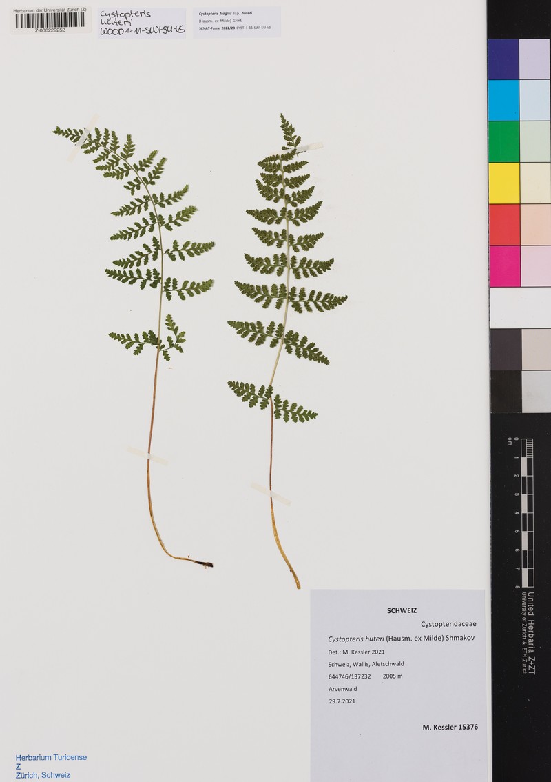 Cystopteris fragilis subsp. huteri photo 4