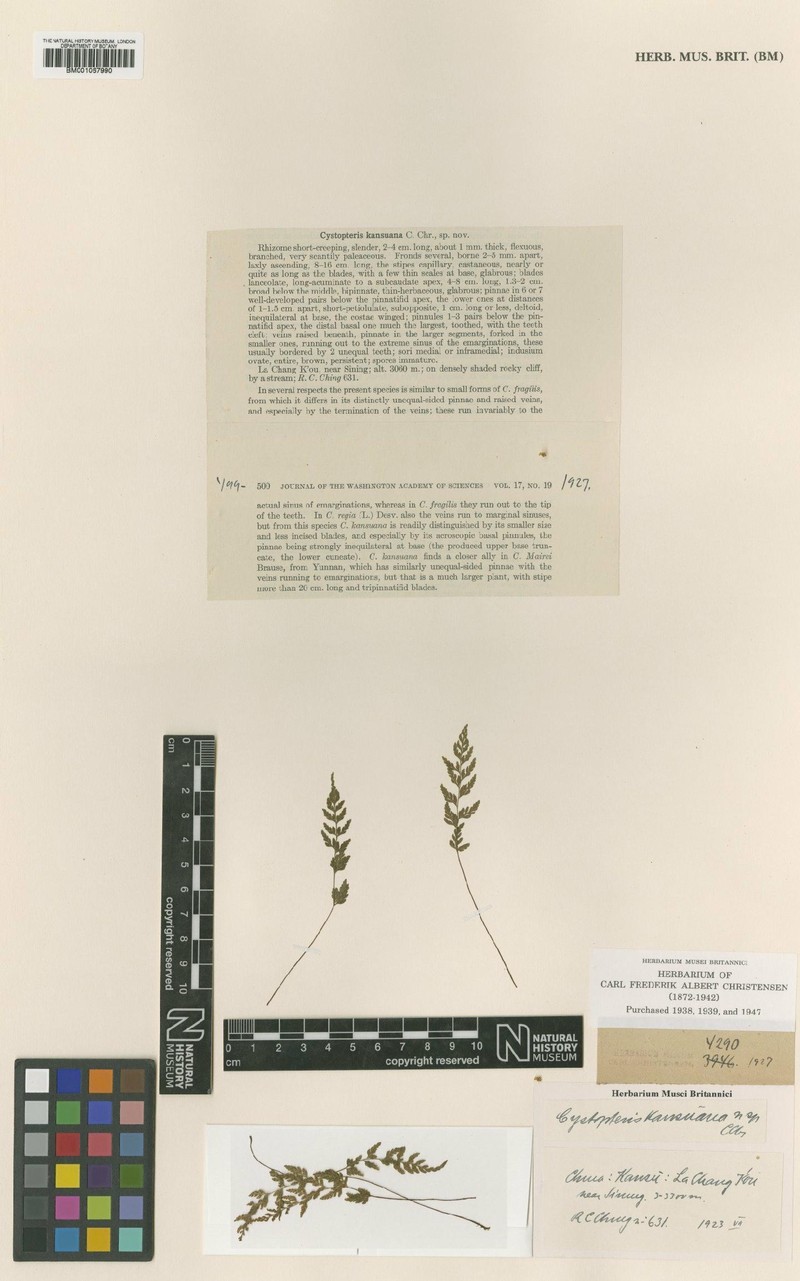 Cystopteris fragilis subsp. kansuana