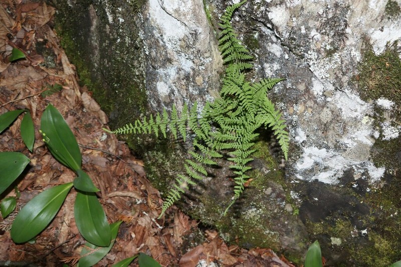 Cystopteris laurentiana photo 2