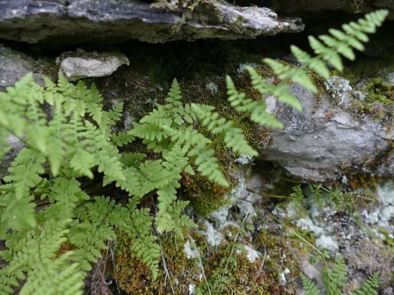 Cystopteris laurentiana photo 3