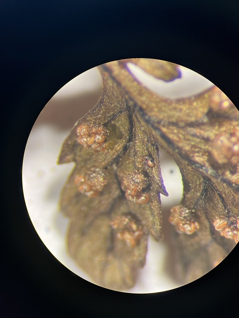 Cystopteris laurentiana photo 4