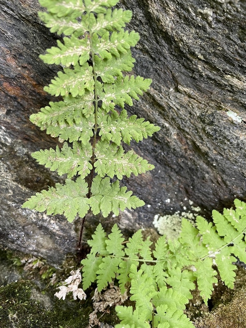 Cystopteris laurentiana photo 5