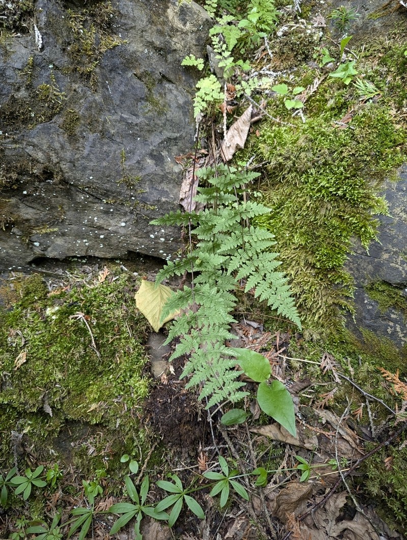 Cystopteris laurentiana photo 7