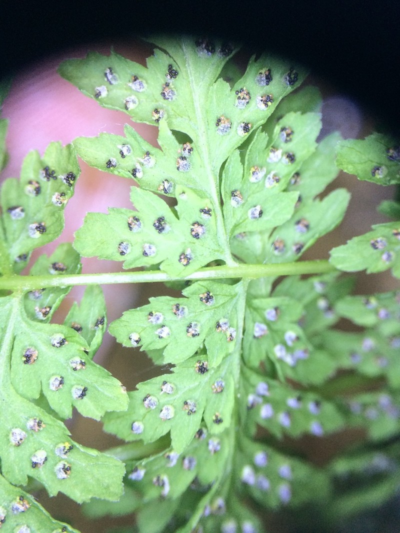 Cystopteris laurentiana photo 8