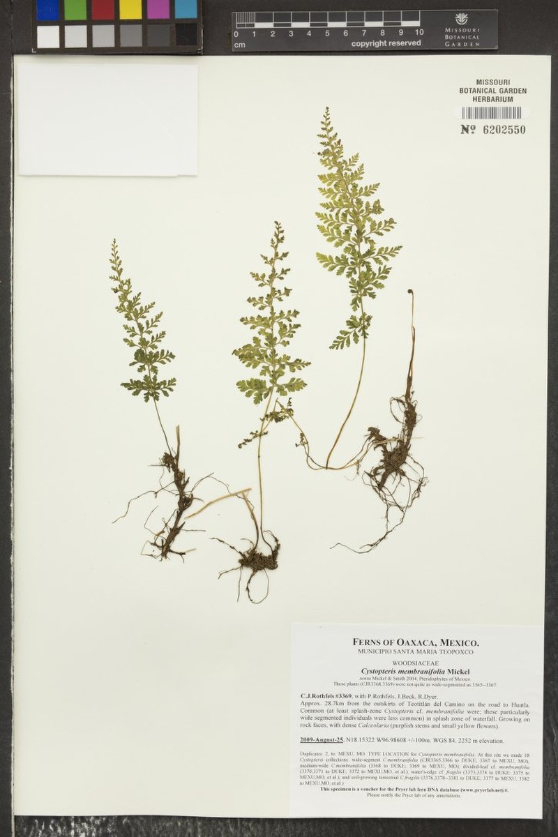 Cystopteris membranifolia