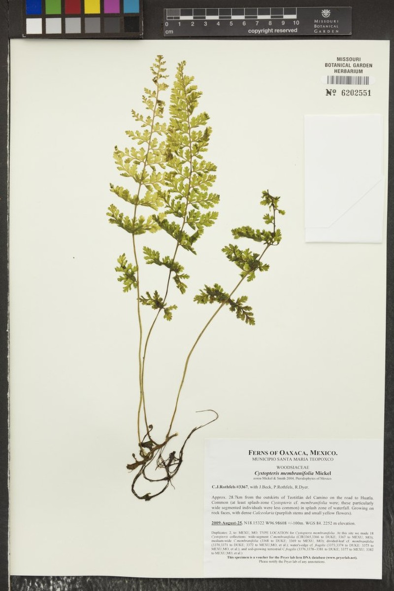 Cystopteris membranifolia photo 2