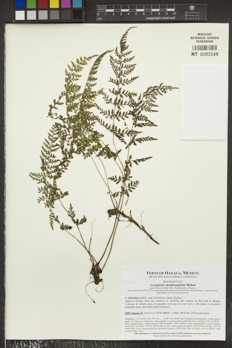 Cystopteris membranifolia photo 3