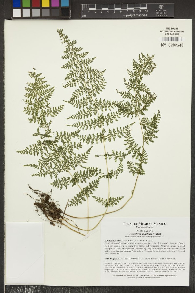 Cystopteris millefolia