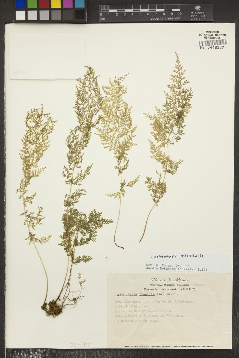 Cystopteris millefolia photo 2