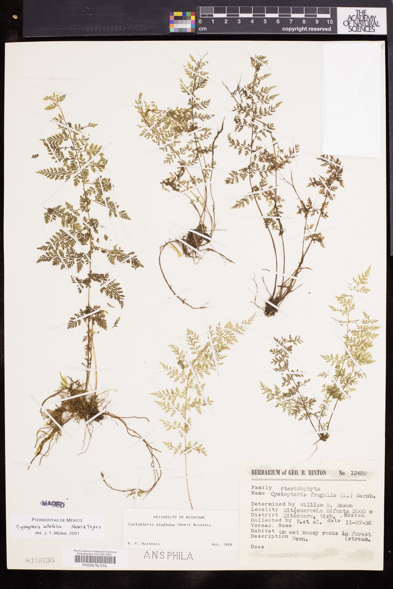 Cystopteris millefolia photo 3