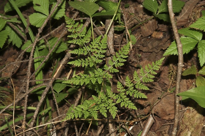 Mountain Bladderfern
