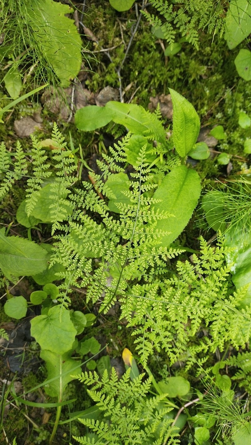 Mountain Bladderfern photo 2