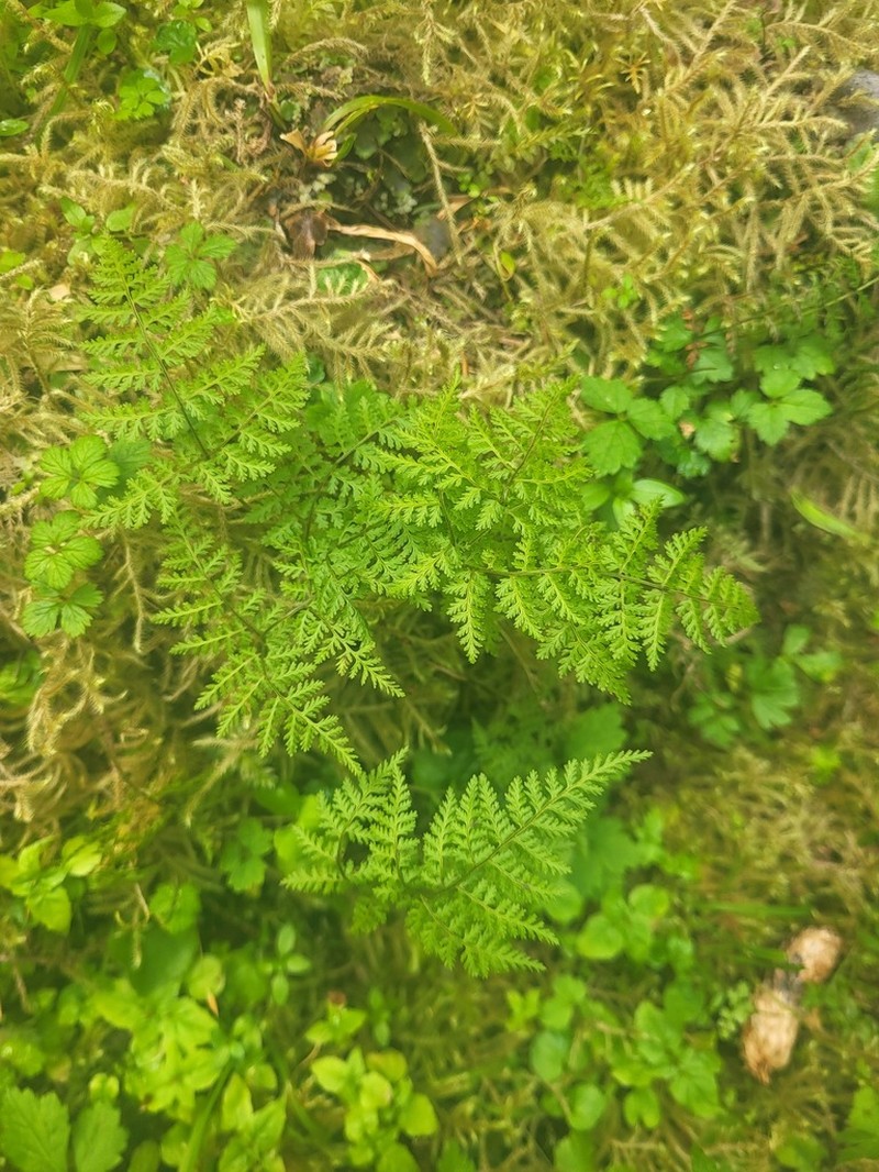 Mountain Bladderfern photo 3