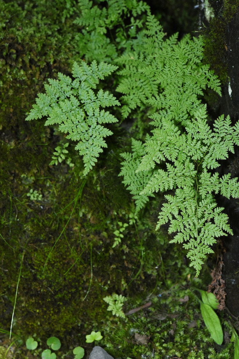 Mountain Bladderfern photo 4