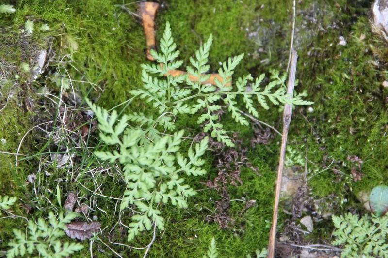 Mountain Bladderfern photo 5