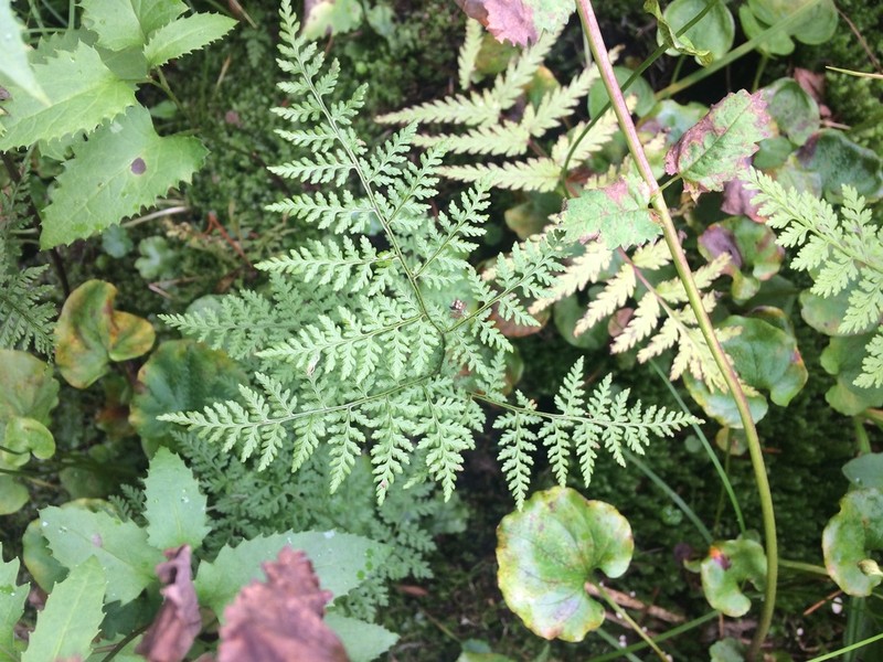 Mountain Bladderfern photo 6