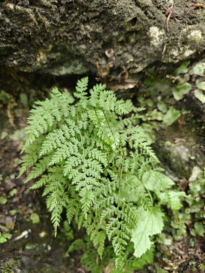 Mountain Bladderfern photo 7