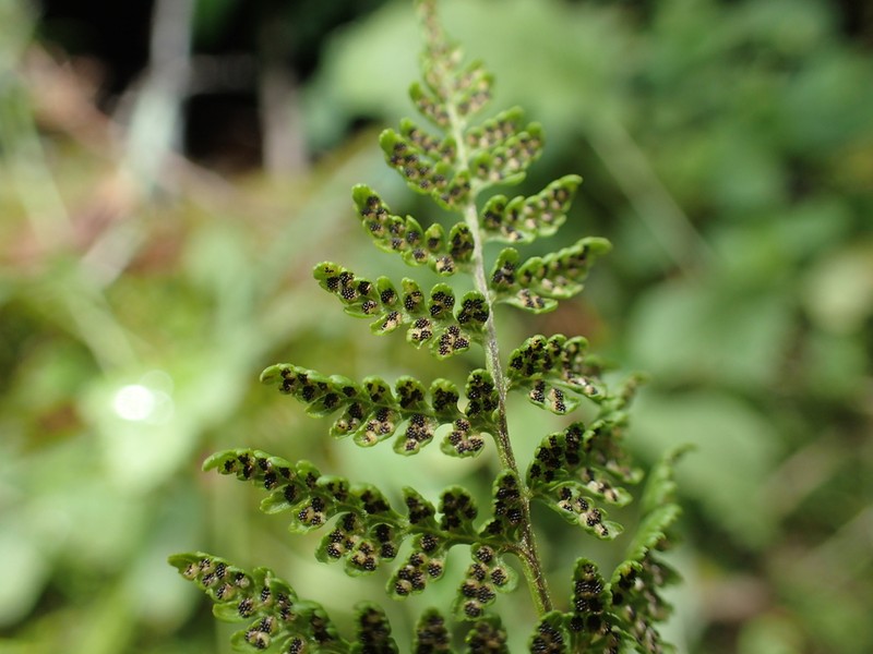Mountain Bladderfern photo 8