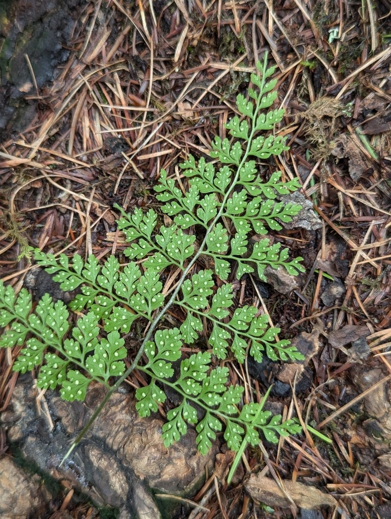 Cystopteris moupinensis