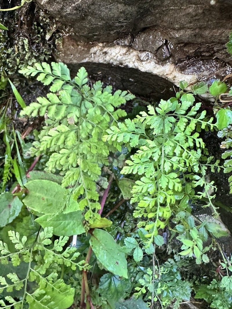 Cystopteris moupinensis photo 2