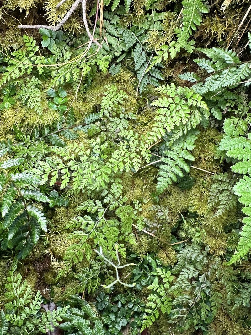 Cystopteris moupinensis photo 3