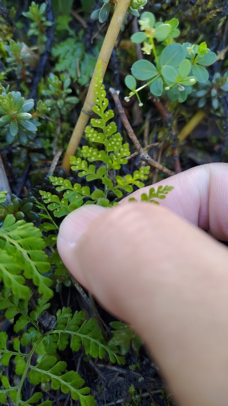 Cystopteris moupinensis photo 4