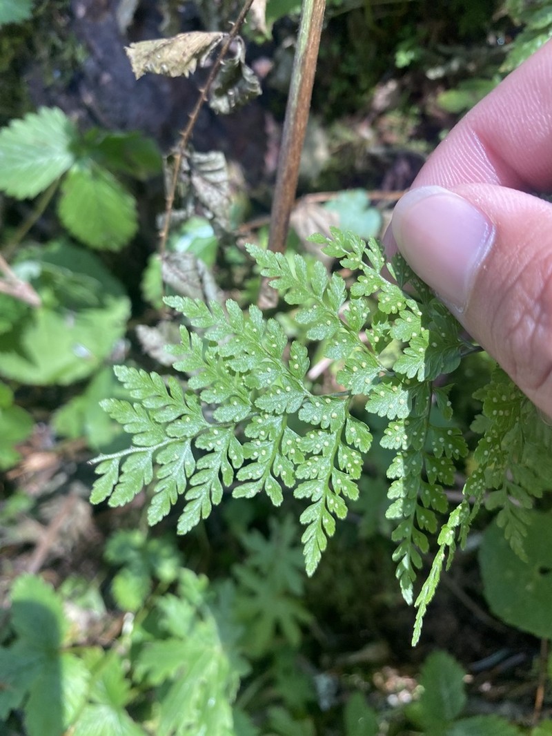 Cystopteris moupinensis photo 5