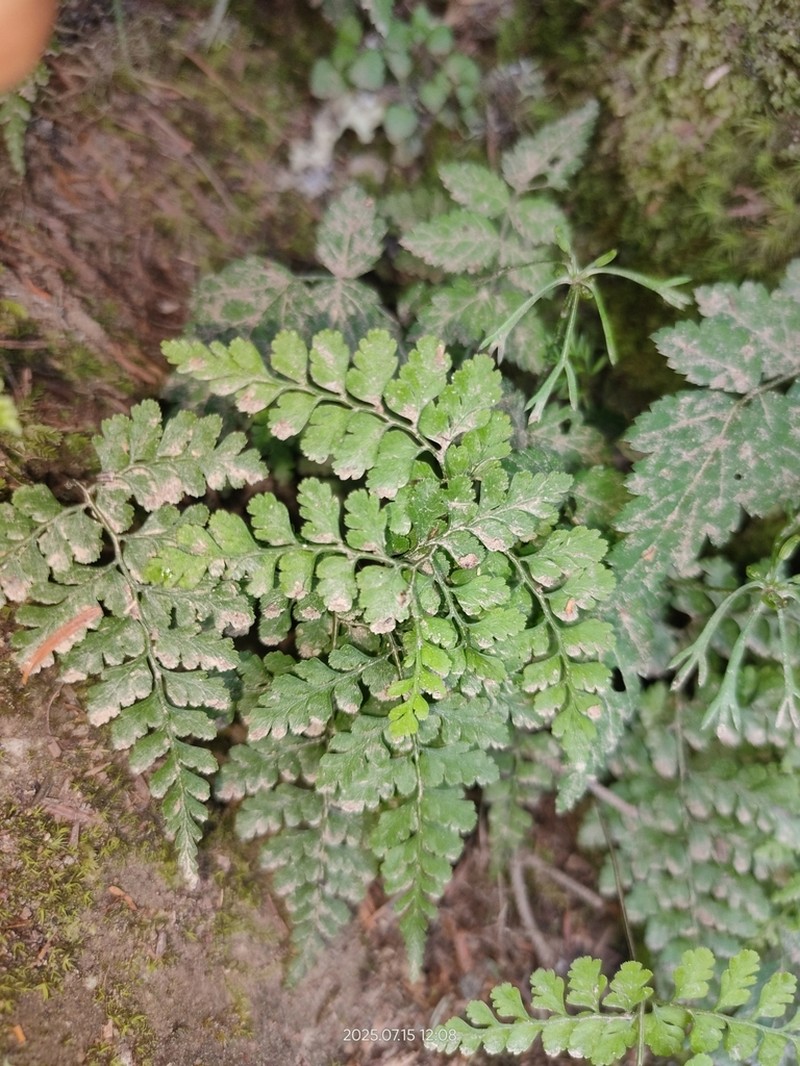 Cystopteris moupinensis photo 6