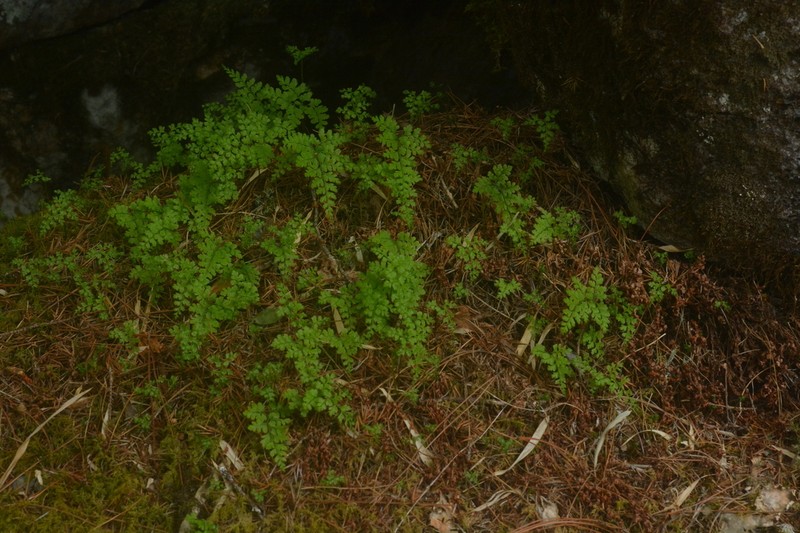 Cystopteris moupinensis photo 7