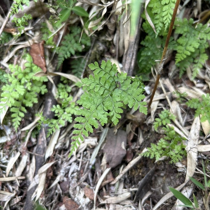 Cystopteris moupinensis photo 8