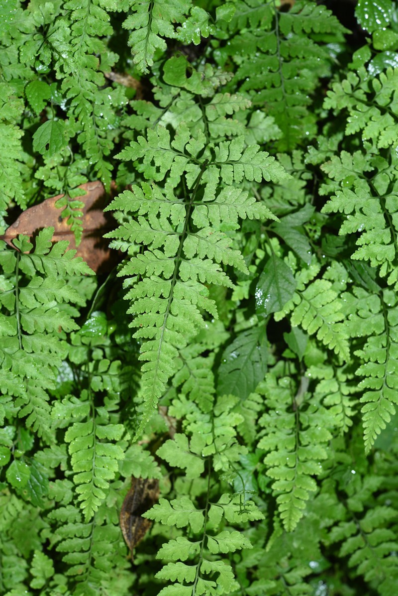 Cystopteris pellucida