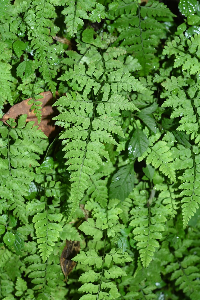 Cystopteris pellucida photo 2