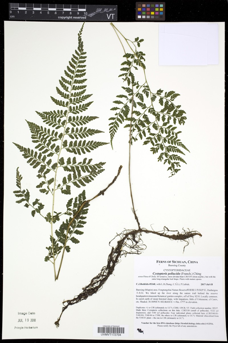 Cystopteris pellucida photo 3
