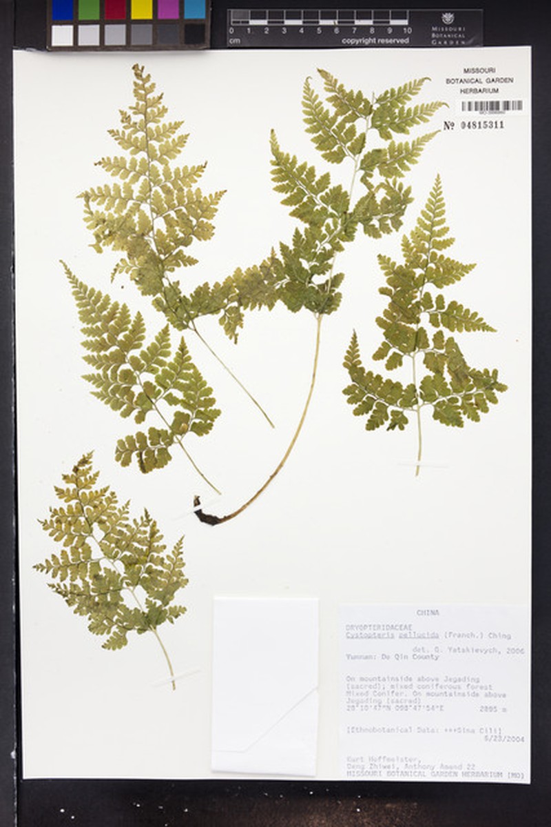 Cystopteris pellucida photo 4