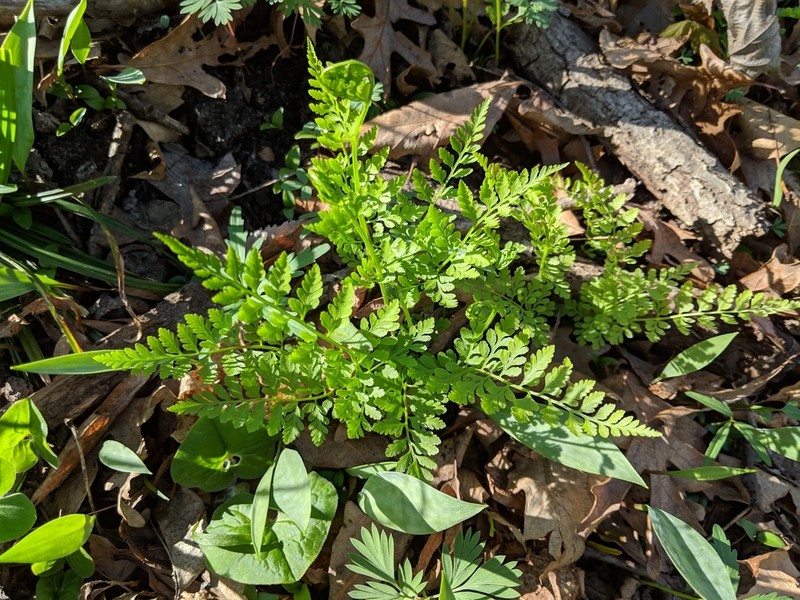 Lowland Bladderfern